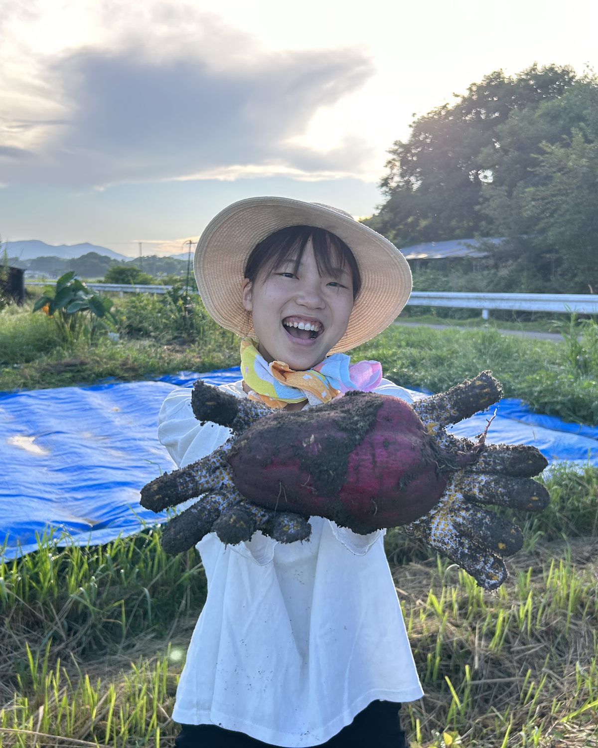 夕方の畑で、掘りあげたさつまいもを両手で持つ様子