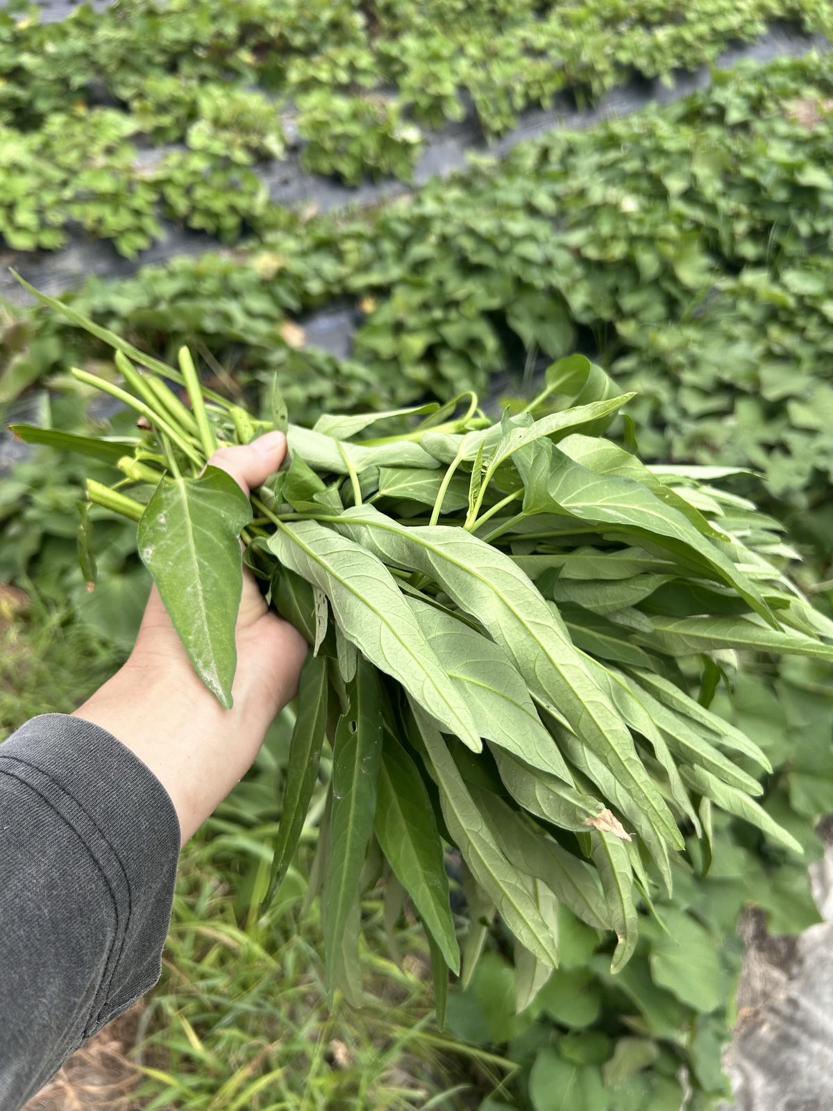 収穫した空芯菜の束