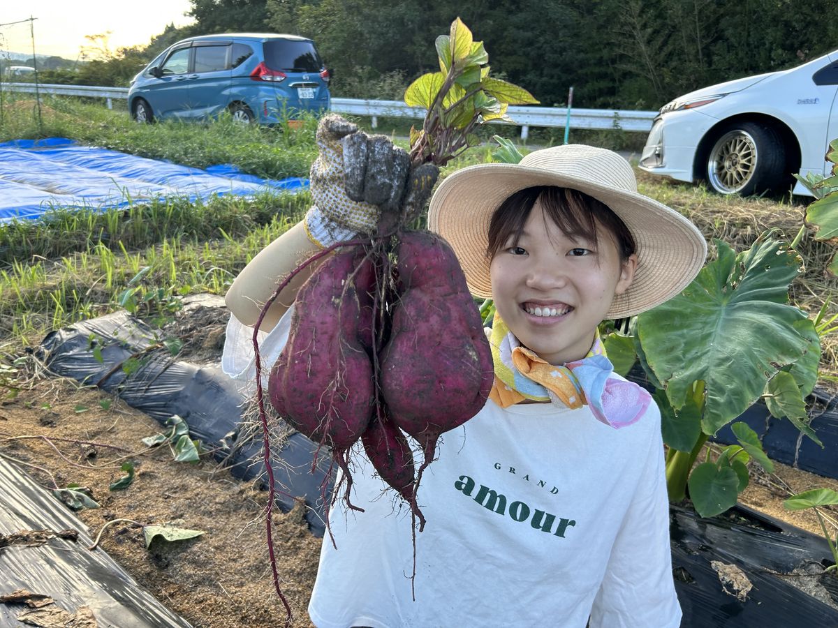 収穫したてのさつまいも