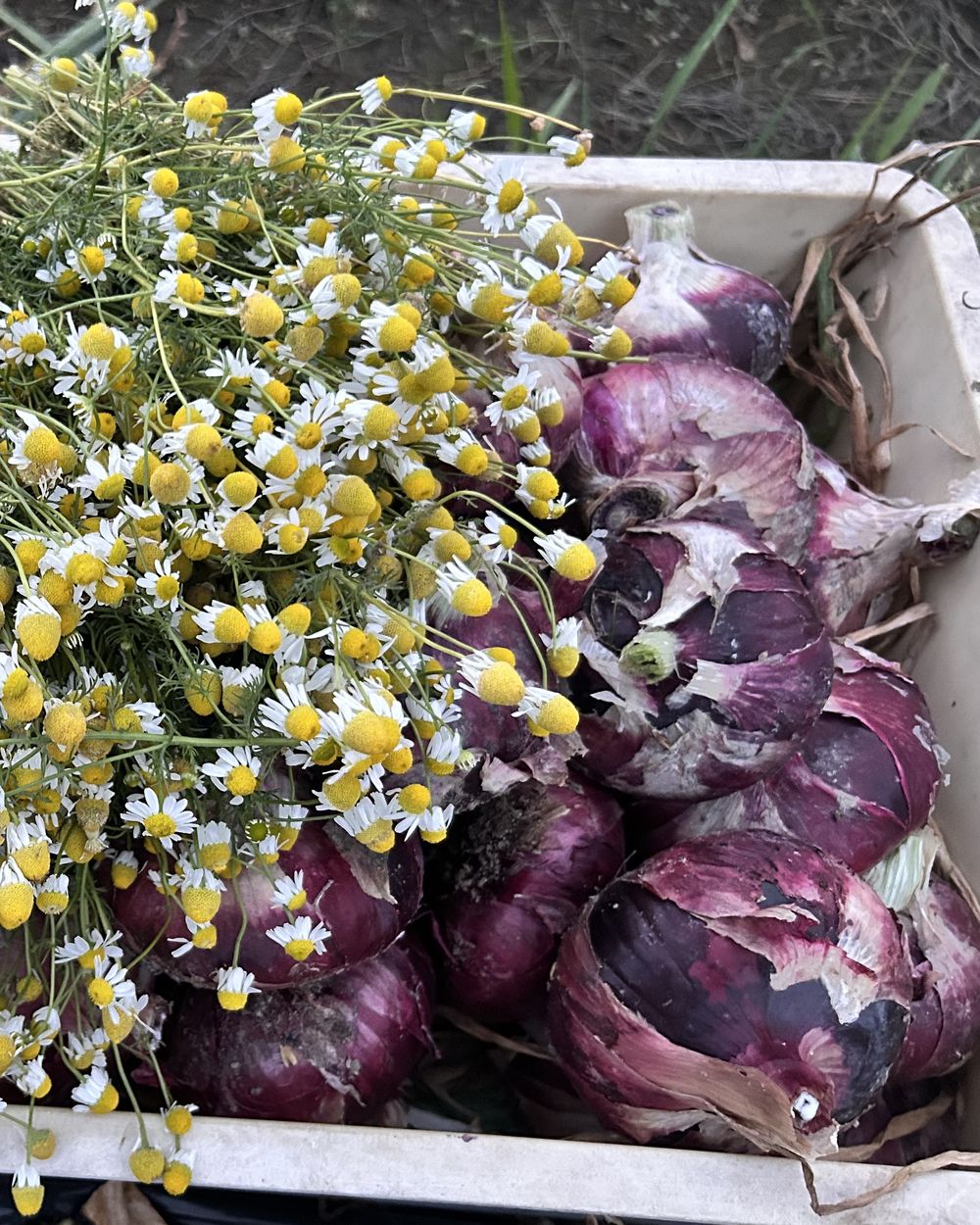 木箱いっぱいの赤たまねぎとカモミールの花
