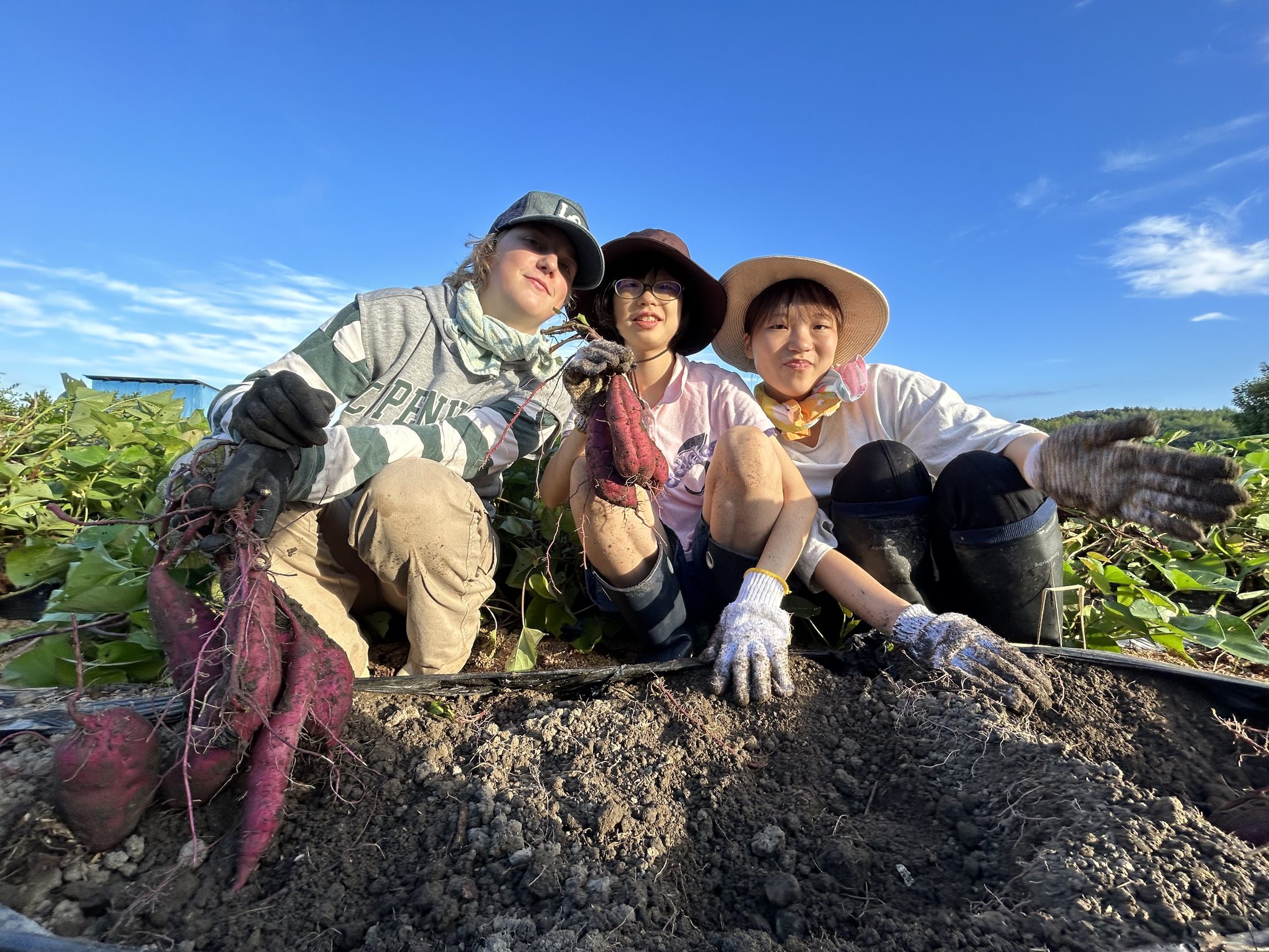 青空の下、畑でさつまいもを収穫する川田農園のメンバー